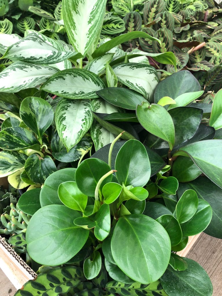 Top 8 low maintenance house plants for beginners - My Fresh Perspective